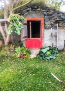 Root cellar and root vegetables