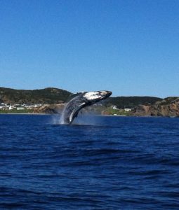 Humpback whale breeching in Twillingate
