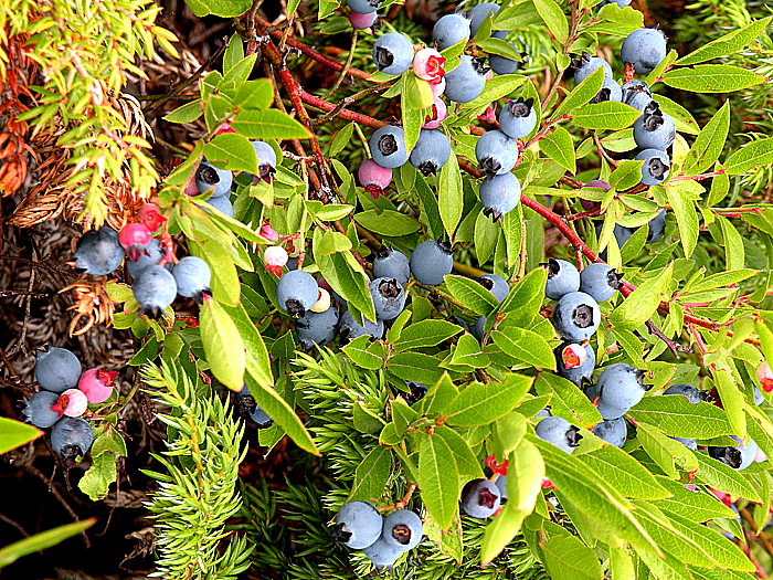 Berry Picking Twillingate Tourism, Newfoundland, Canada
