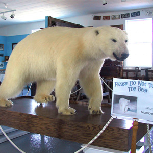 Polar bear exhibit in Durrell Museum